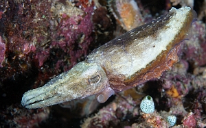 Banda Sea 2018 - DSC05835_rc - Golden cuttlefish - seiche - Sepia esculenta